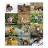 Namizni koledar Divje živali, 10,5 x 14,5 cm